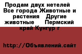 Продам двух нетелей - Все города Животные и растения » Другие животные   . Пермский край,Кунгур г.